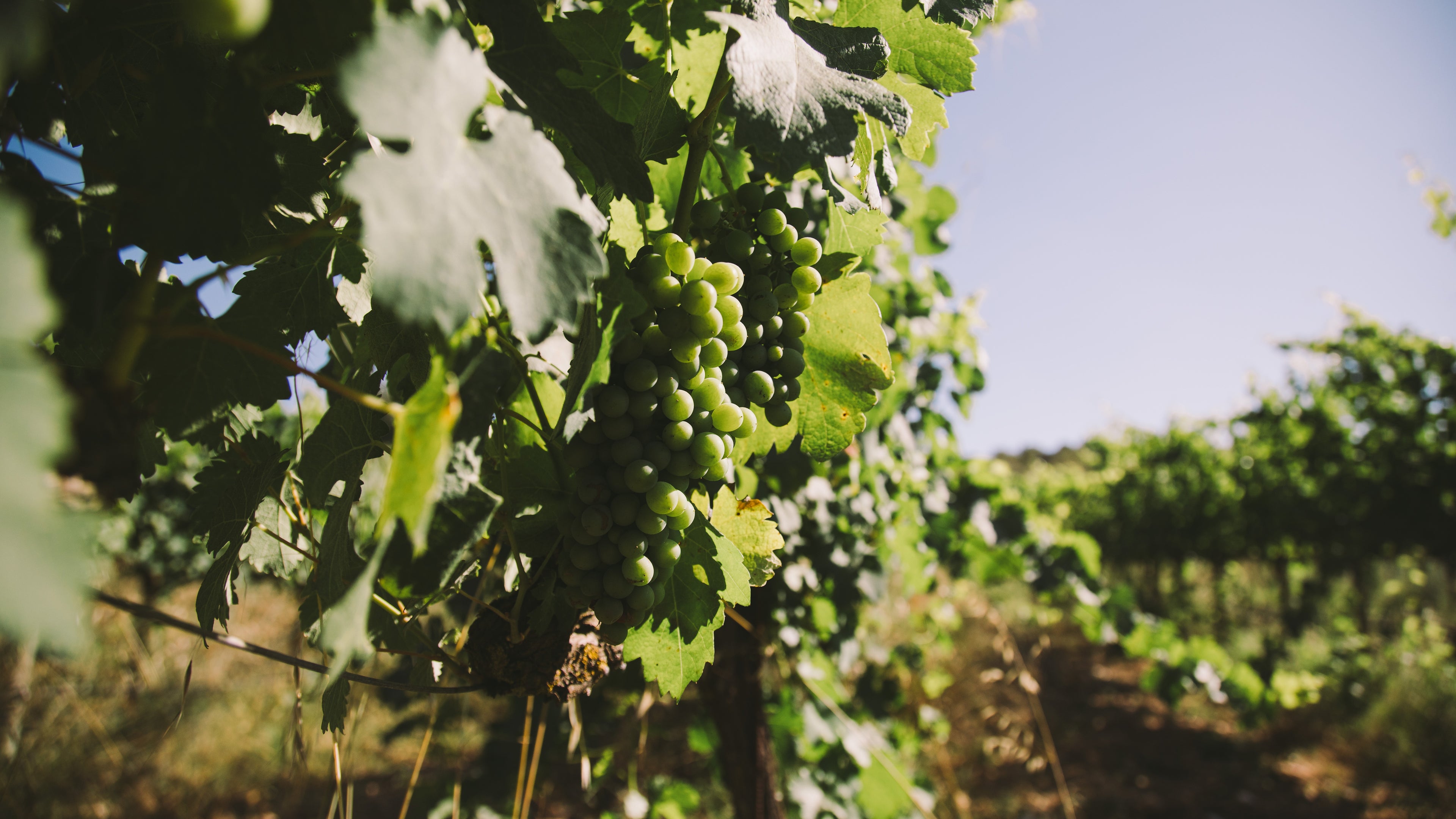 Green grapes on a vine with a clear blue sky